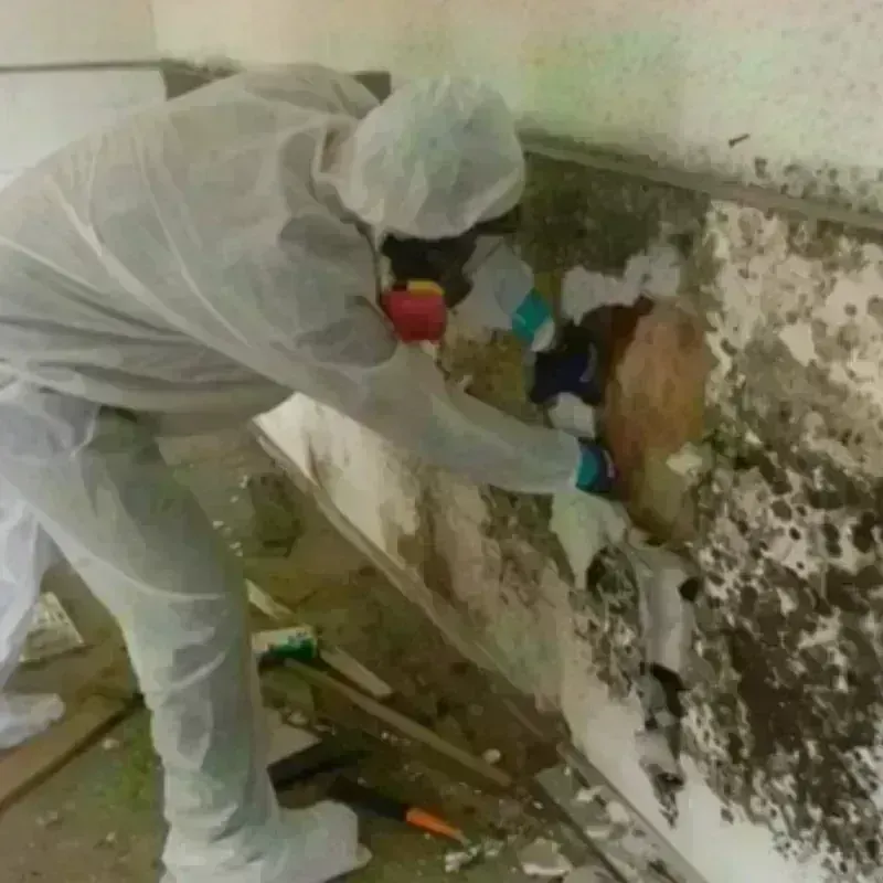 Mold Remediation and Removal in Helena, MS